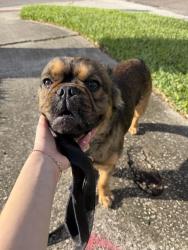 Found/Stray Male Dog last seen Laguna and darlington, Tampa, FL 33619