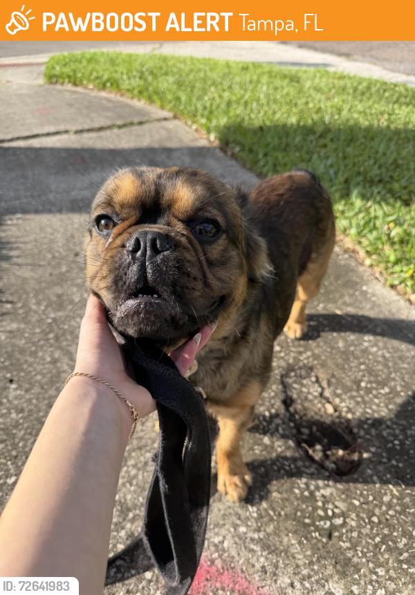 Found/Stray Male Dog last seen Laguna and darlington, Tampa, FL 33619