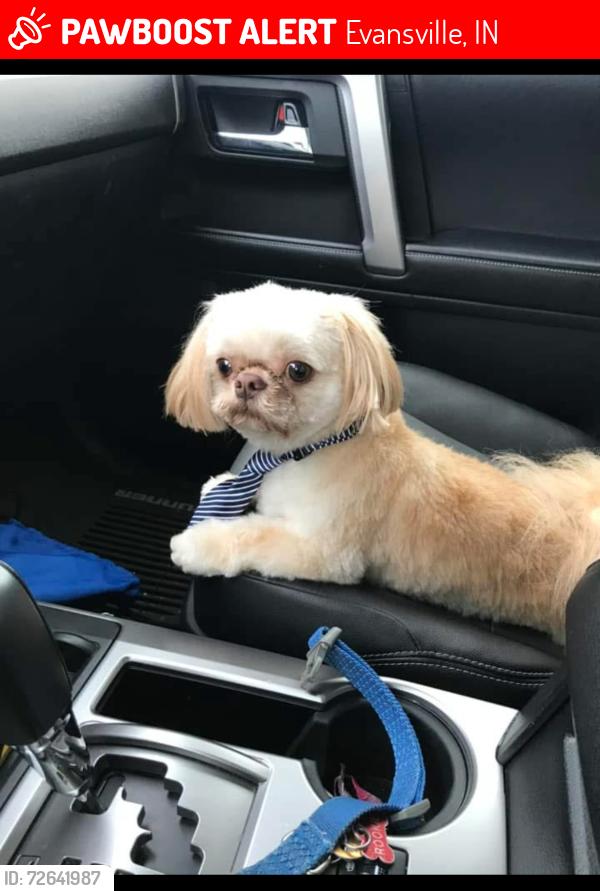 Lost Male Dog last seen North side by north high school , Evansville, IN 47725