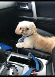 Lost Male Dog last seen North side by north high school , Evansville, IN 47725