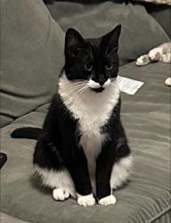 Lost Female Cat last seen Birds estate, Larkfield, Kent, England ME20 6RQ