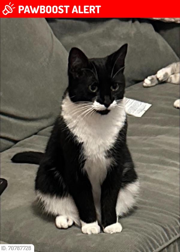 Lost Female Cat last seen Birds estate, Larkfield, Kent, England ME20 6RQ