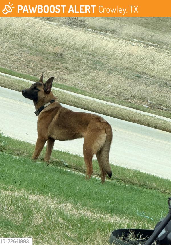 Found/Stray Unknown Dog last seen Near Tanger Ln Crowley TX 76036, Crowley, TX 76036