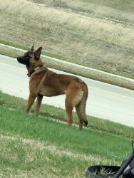 Found/Stray Unknown Dog last seen Near Tanger Ln Crowley TX 76036, Crowley, TX 76036
