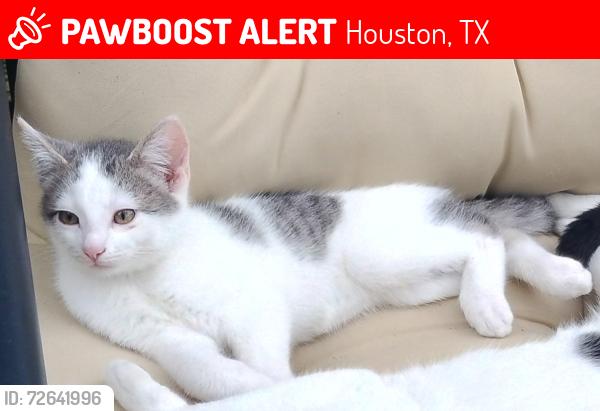 Lost Male Cat last seen Remington park Ct, Houston, TX 77073