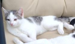 Lost Male Cat last seen Remington park Ct, Houston, TX 77073
