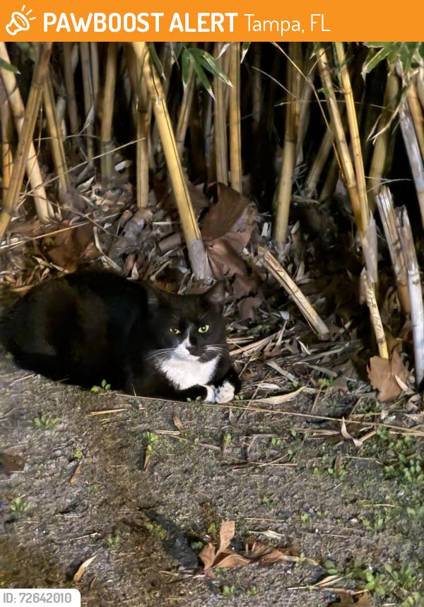 Found/Stray Unknown Cat last seen Sam’s Club Warehouse, Tampa, FL 33611