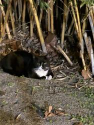 Found/Stray Unknown Cat last seen Sam’s Club Warehouse, Tampa, FL 33611