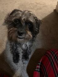 Lost Female Dog last seen Near cargreen rd richmond virginia , Richmond, VA 23225