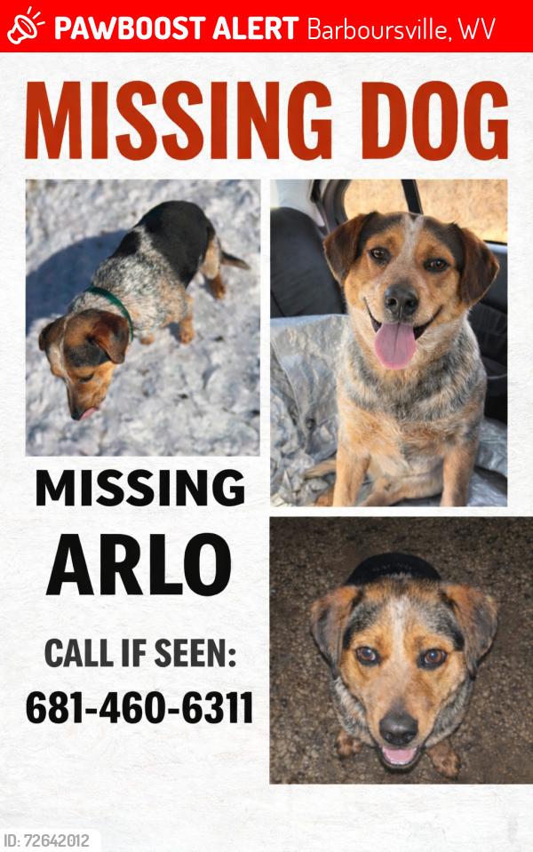 Lost Male Dog last seen Near camp ground, Barboursville, WV 25504