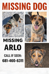 Lost Male Dog last seen Near camp ground, Barboursville, WV 25504