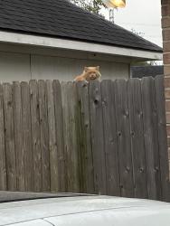 Found/Stray Unknown Cat last seen Rafallen and Havencrest, Pearland, TX 77584