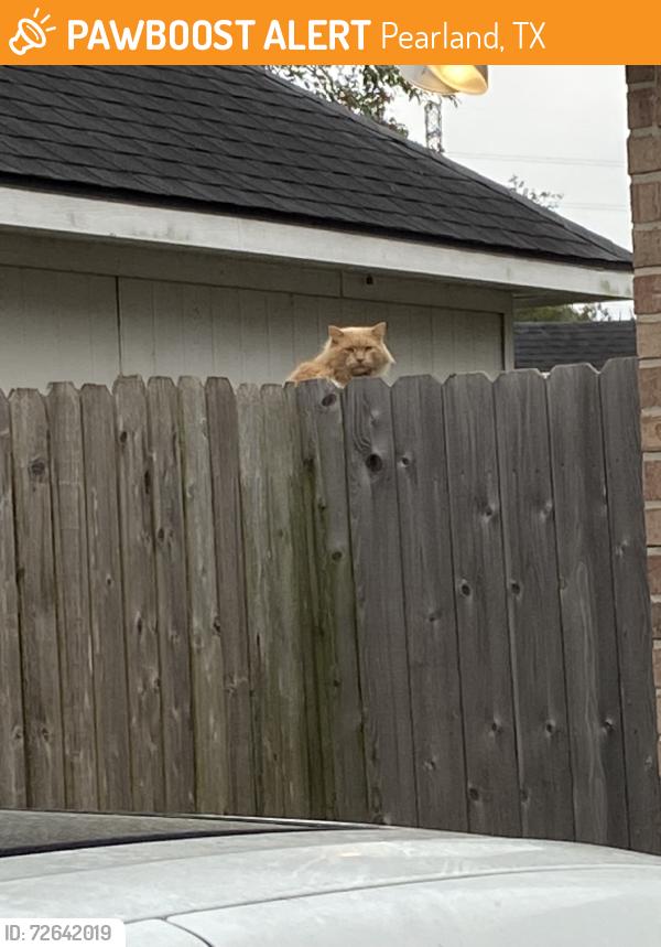 Found/Stray Unknown Cat last seen Rafallen and Havencrest, Pearland, TX 77584