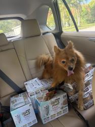 Found/Stray Male Dog last seen 135th st and 6th ave , North Miami, FL 33161