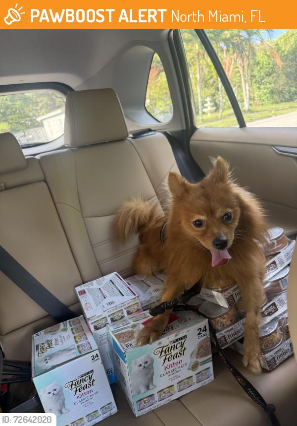 Found/Stray Male Dog last seen 135th st and 6th ave , North Miami, FL 33161