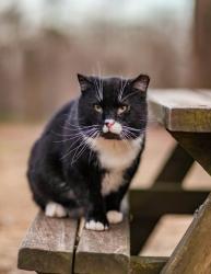 Lost Male Cat last seen Green Dr, Clark’s Bridge Road, Hall County, GA 30506