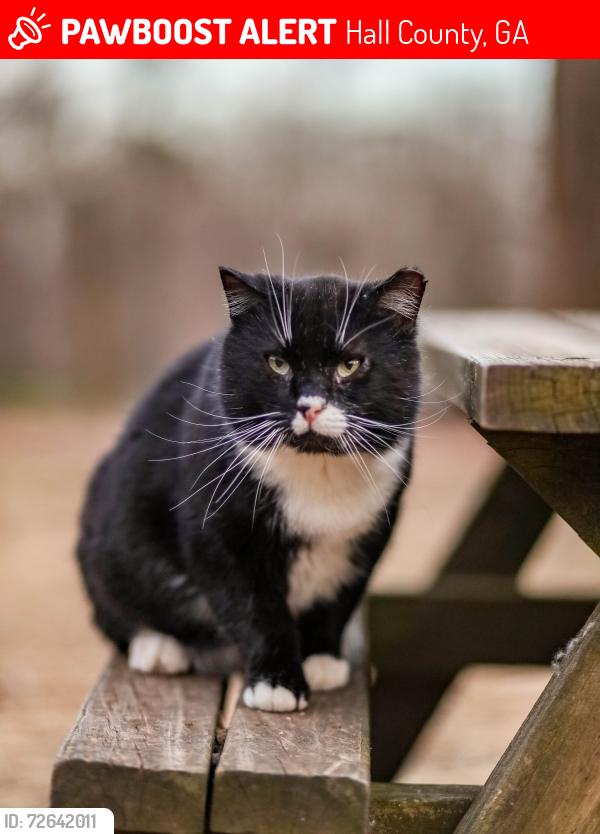 Lost Male Cat last seen Green Dr, Clark’s Bridge Road, Hall County, GA 30506