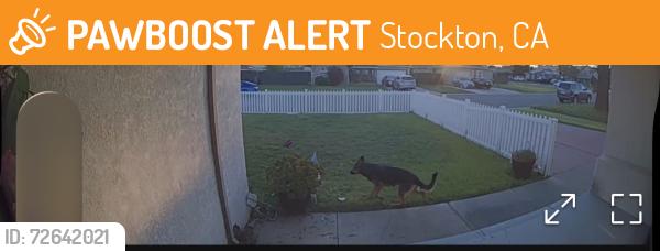 Found/Stray Female Dog last seen Swain Road and Longview Ave , Stockton, CA 95207