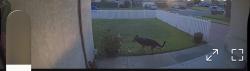 Found/Stray Female Dog last seen Swain Road and Longview Ave , Stockton, CA 95207