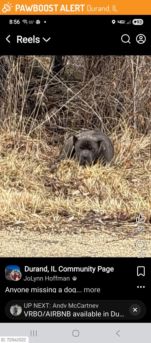 Found/Stray Unknown Dog last seen Sugar shores rd near the turn , Durand, IL 61024
