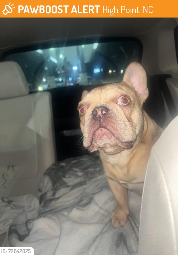 Found/Stray Male Dog last seen Fairfield & Bellemeade- s Main Street , High Point, NC 27263