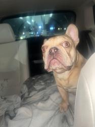 Found/Stray Male Dog last seen Fairfield & Bellemeade- s Main Street , High Point, NC 27263