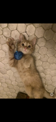 Found/Stray Female Cat last seen Near 5th ave south Minneapolis , Minneapolis, MN 55408
