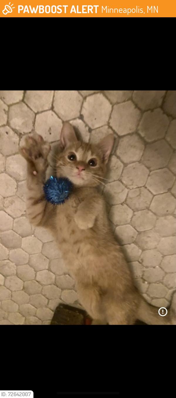 Found/Stray Female Cat last seen Near 5th ave south Minneapolis , Minneapolis, MN 55408