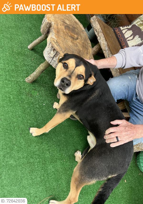 Found/Stray Male Dog last seen Leach Road , Gwinnett County, GA 30039