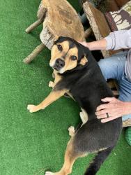 Found/Stray Male Dog last seen Leach Road , Gwinnett County, GA 30039