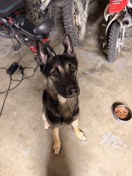 Found/Stray Male Dog last seen Portifino st and la scala way , Manteca, CA 95337