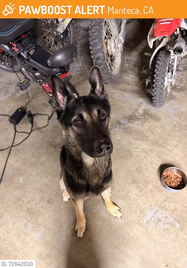 Found/Stray Male Dog last seen Portifino st and la scala way , Manteca, CA 95337