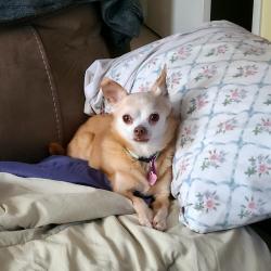 Lost Female Dog last seen Stearns road Cicero ny, Clay, NY 13041