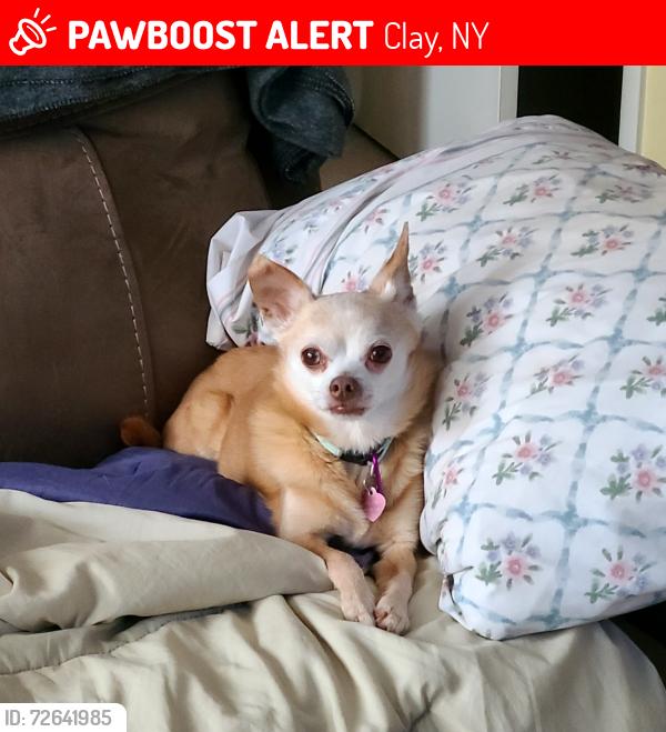 Lost Female Dog last seen Stearns road Cicero ny, Clay, NY 13041