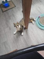 Lost Female Cat last seen Leonard & Crossing Dr, Bryan, TX 77803