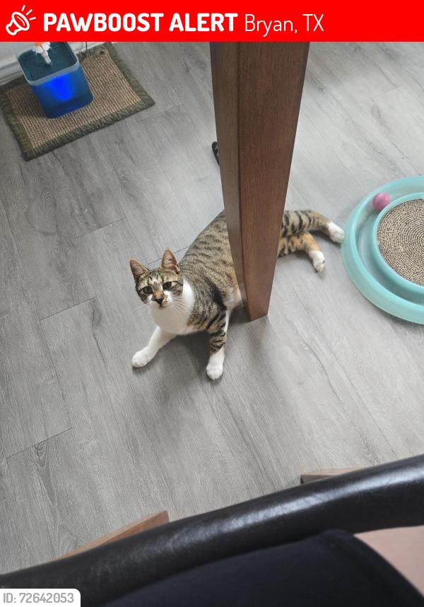 Lost Female Cat last seen Leonard & Crossing Dr, Bryan, TX 77803