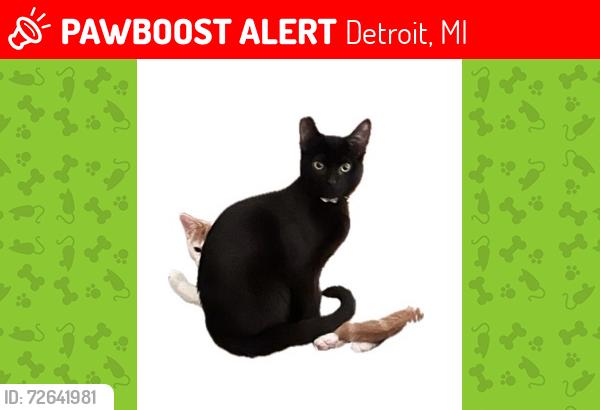 Lost Male Cat last seen Heyden & Midland near Brilliant Detroit Brightmoor, Detroit, MI 48223
