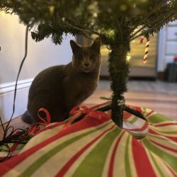Lost Female Cat last seen McKinney Rd , Asheville, NC 28806
