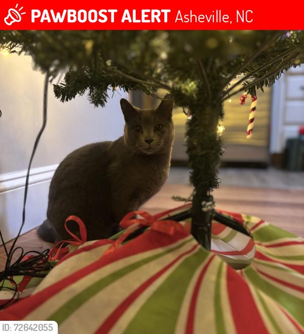 Lost Female Cat last seen McKinney Rd , Asheville, NC 28806