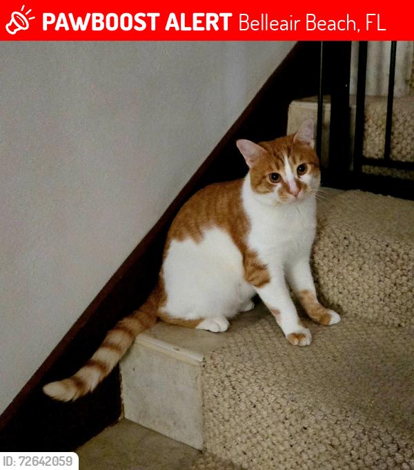 Lost Male Cat last seen Gulf Blvd and 16th st Belleair Beach , Belleair Beach, FL 33786