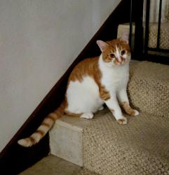 Lost Male Cat last seen Gulf Blvd and 16th st Belleair Beach , Belleair Beach, FL 33786