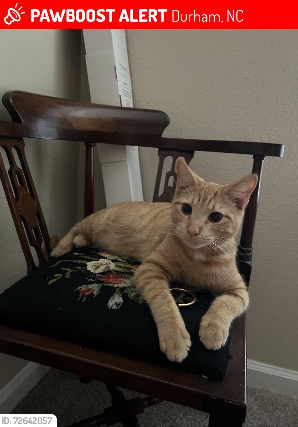 Lost Male Cat last seen MAA Patterson apmts, Durham, NC 27707