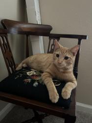 Lost Male Cat last seen MAA Patterson apmts, Durham, NC 27707