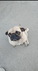 Found/Stray Female Dog last seen Capitol, alum rock , Alum Rock, CA 95127