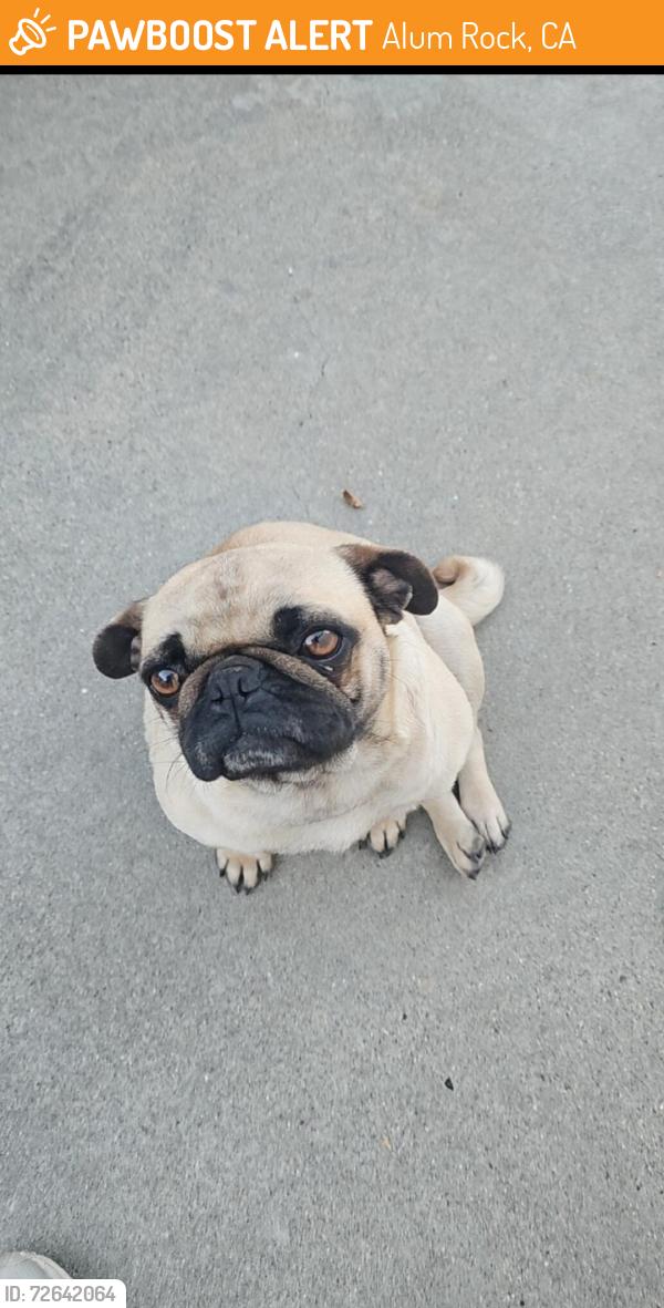Found/Stray Female Dog last seen Capitol, alum rock , Alum Rock, CA 95127
