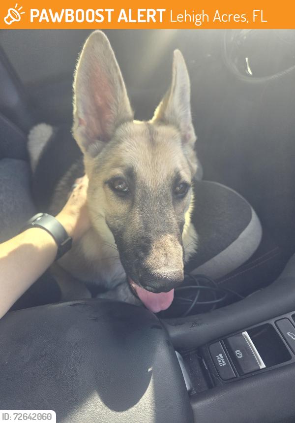 Found/Stray Female Dog last seen E 8th Street & John Ave, Lehigh Acres, FL 33936