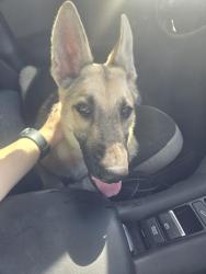 Found/Stray Female Dog last seen E 8th Street & John Ave, Lehigh Acres, FL 33936