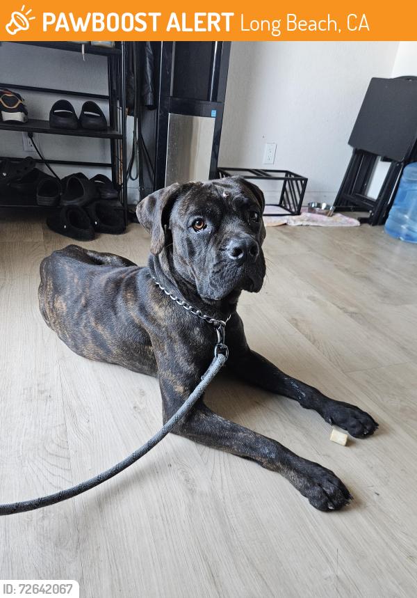 Found/Stray Male Dog last seen Anaheim and Obispo, Long Beach, CA 90804