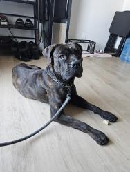 Found/Stray Male Dog last seen Anaheim and Obispo, Long Beach, CA 90804