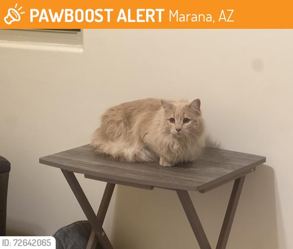 Found/Stray Male Cat last seen Lon Adams and Tangerine, Marana, AZ 85653